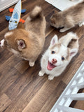 Carte-Cadeau Hive Puppy Yoga